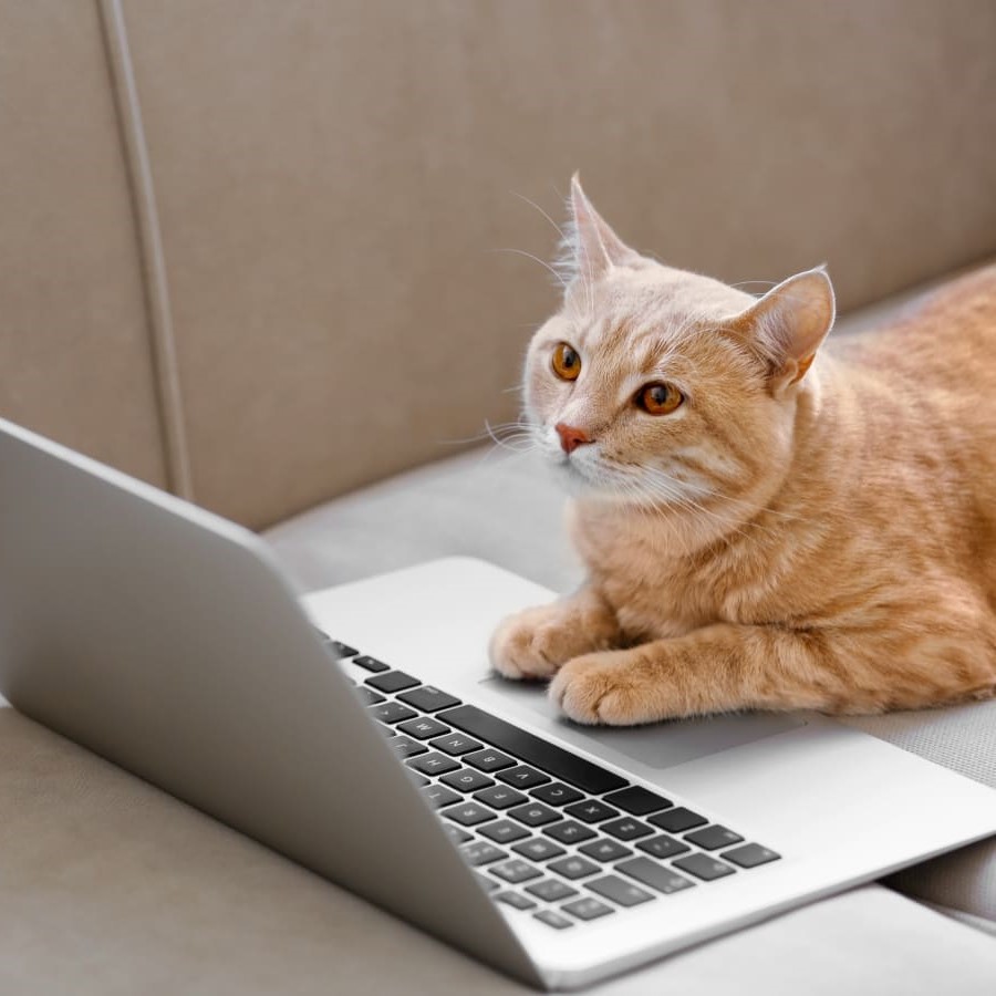 an orange cat with it's paws on a laptop